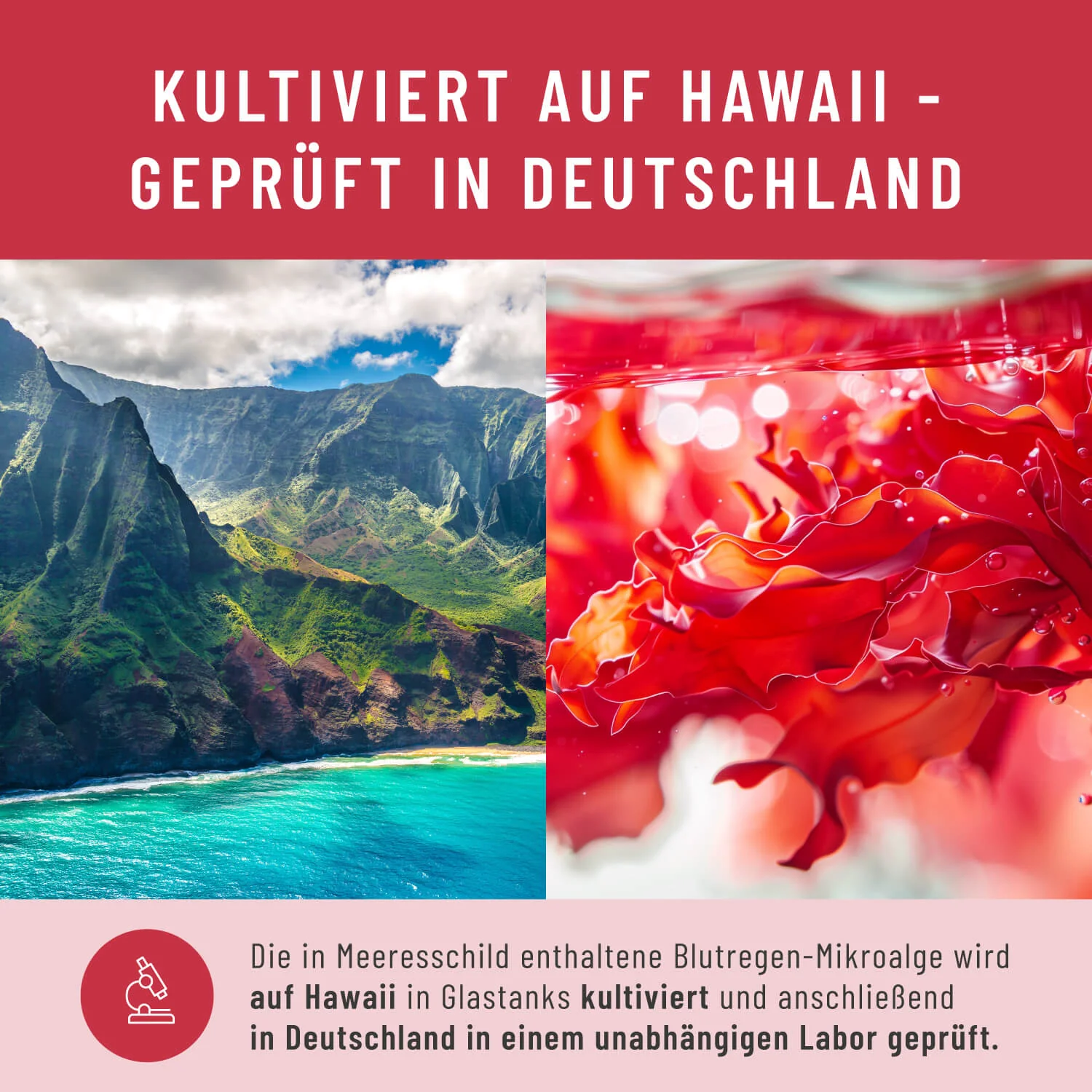 Meeresschild: Astaxanthin Tropfen hochdosiert - Image 4