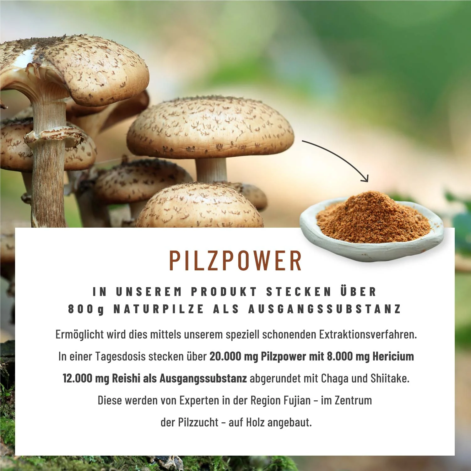 Pilzkraft: Reishi, Shiitake, Chaga & Löwenmähne  - Image 6
