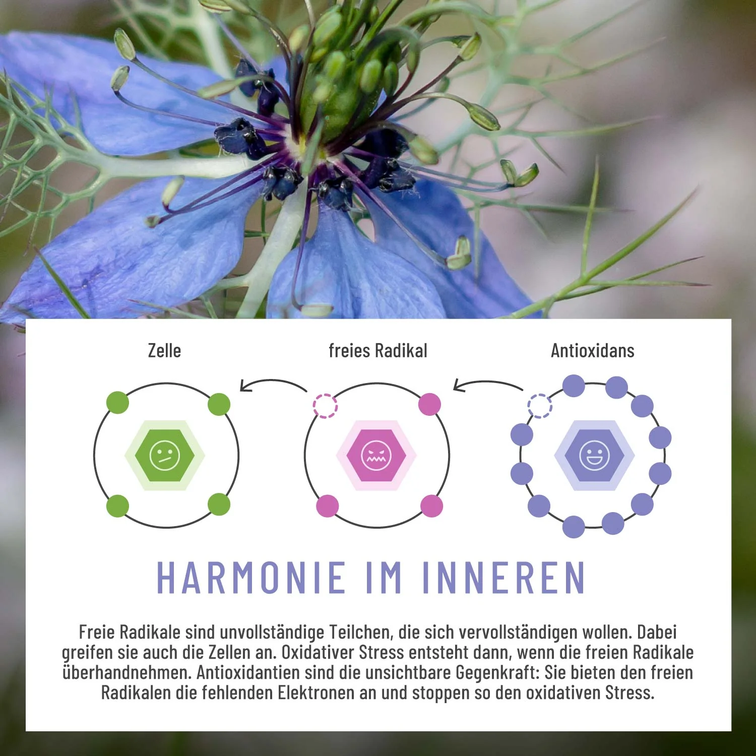 Schwarzkümmel: Schwarzkümmelöl aus Syrien - Image 6