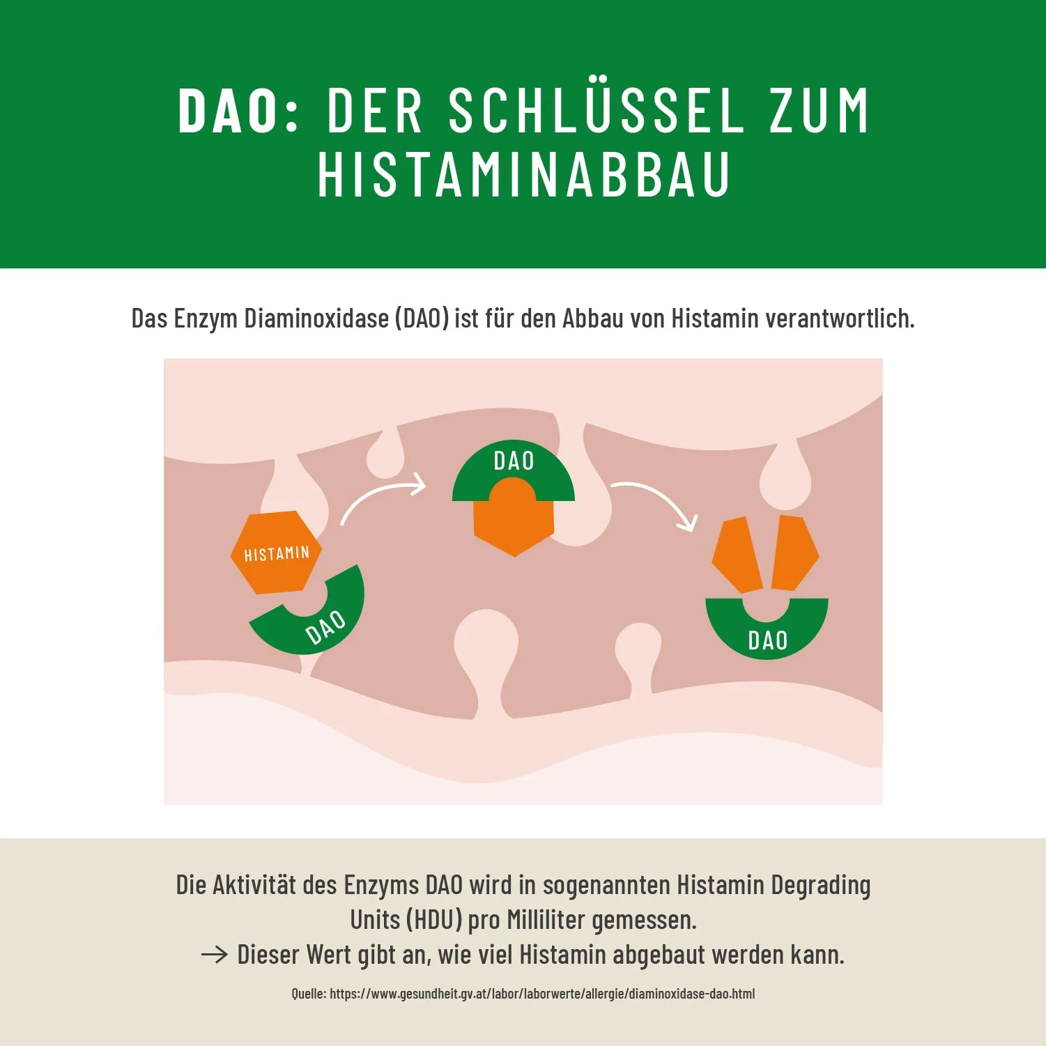 Toleranzschatz: HIT Diaminoxidase (DAO) Komplex - Image 9
