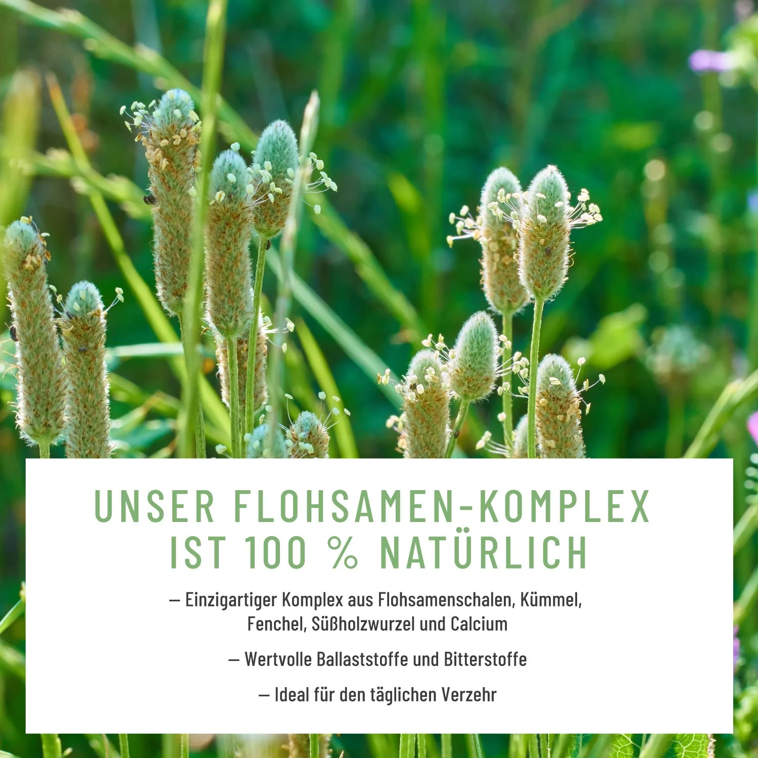 Flora Balance-Paket: Florasamen, Florazauber & Pilzkraft - Image 6
